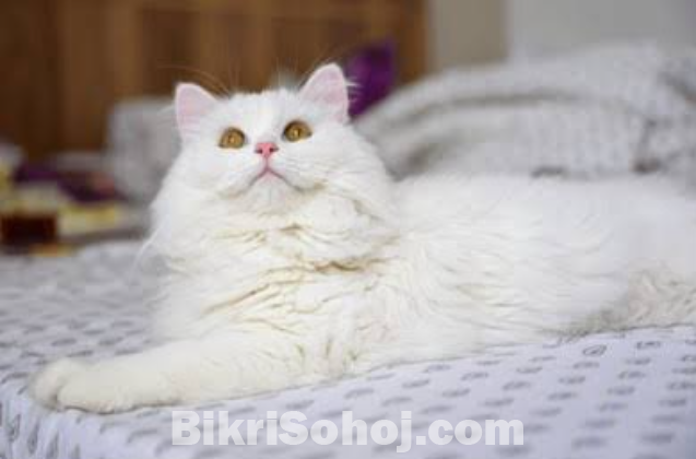 Persian triple cote cat